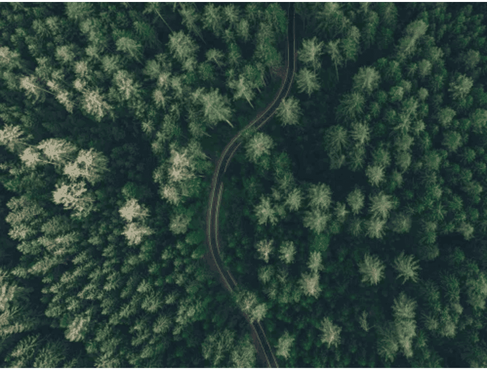 Bosque visto desde arriba